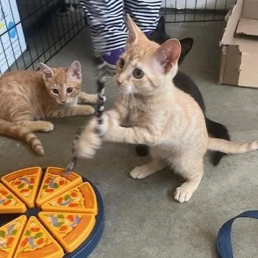 A baby small-sized male Domestic Short Hair cat named Marvin for adoption in Melbourne, KY