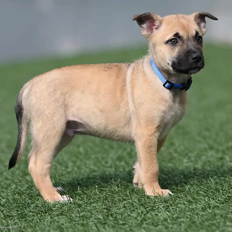 A baby medium-sized male Yellow / Tan / Blond / Fawn German Shepherd Dog dog named Puprika for adoption in Libertyville, IL