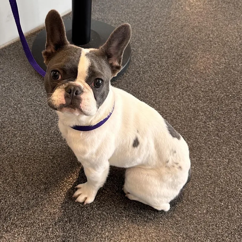 An adult small-sized male Gray / Blue / Silver Mixed Breed dog named Franco for adoption in Allentown, PA
