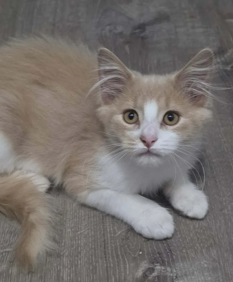 A baby medium-sized male Buff & White Domestic Medium Hair cat named Miles for adoption in China Township, MI