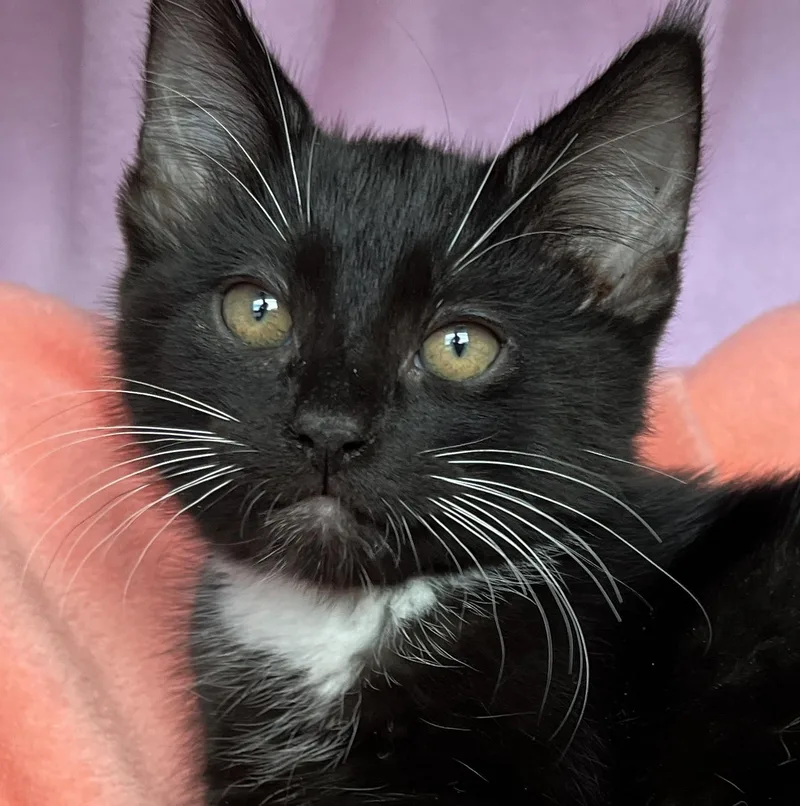 A baby medium-sized male Tuxedo cat named Nemo for adoption in Hood RIver, OR