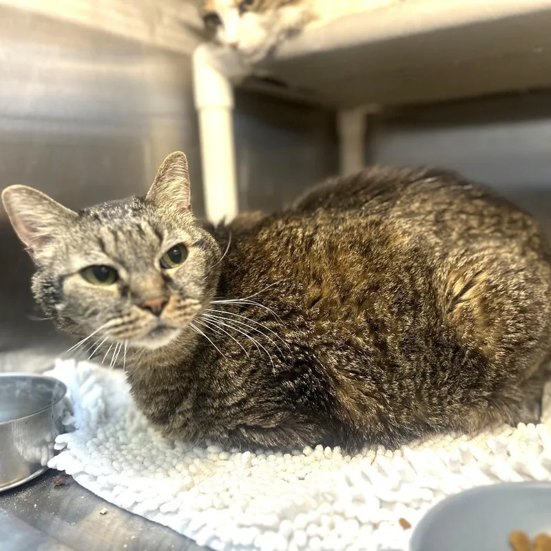 A senior large-sized male Gray / Blue / Silver Domestic Short Hair cat named Oscar for adoption in Palm Springs, CA