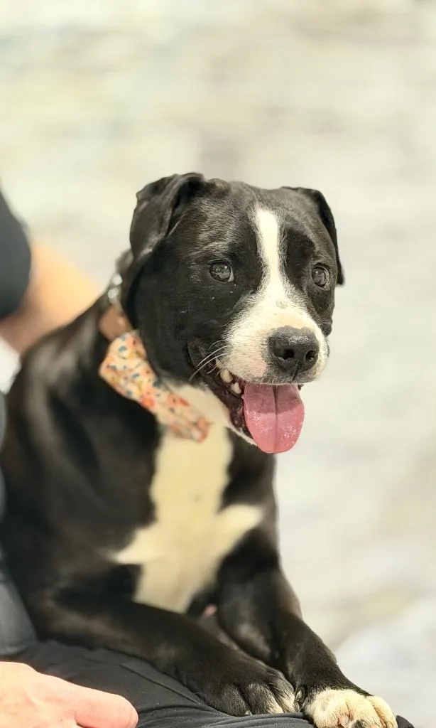 A baby small-sized female Labrador Retriever dog named Paisley for adoption in Muskegon, MI