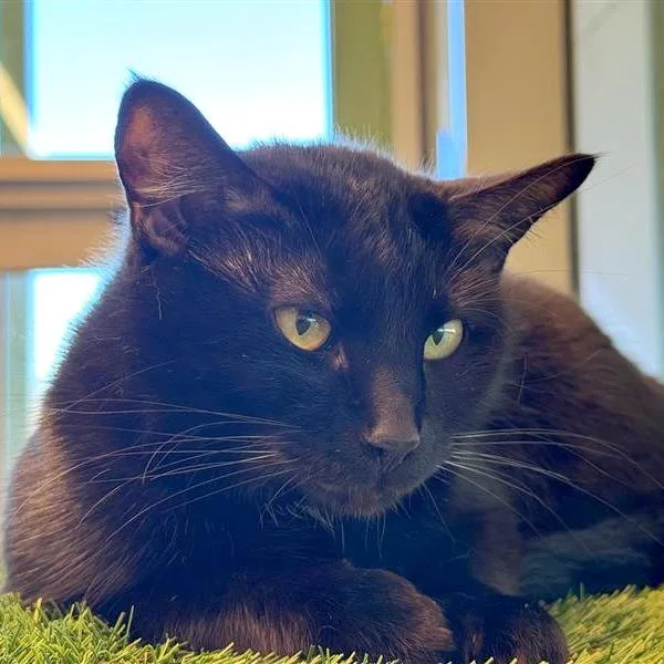 An adult medium-sized female Black Domestic Short Hair cat named Lalia for adoption in Bentonville, AR