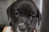 A baby medium-sized female Mixed Breed dog named Cher Rd for adoption in West Chester, PA