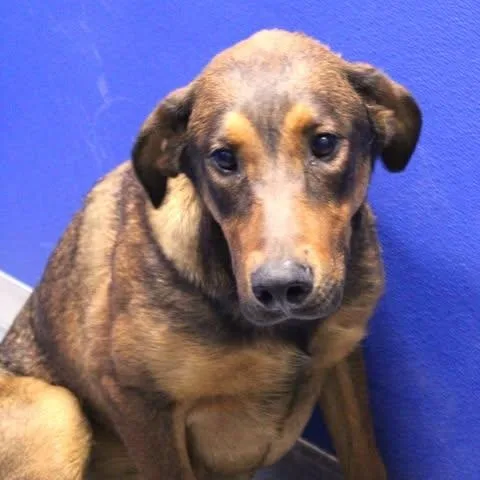 An adult large-sized male Bicolor Hound dog named 26-01075 for adoption in Fredericksburg, VA