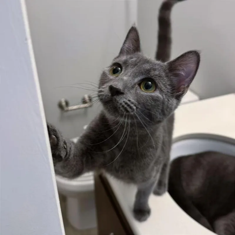 A young medium-sized female Gray / Blue / Silver Domestic Short Hair cat named Boba Mae for adoption in Gibsonia, PA