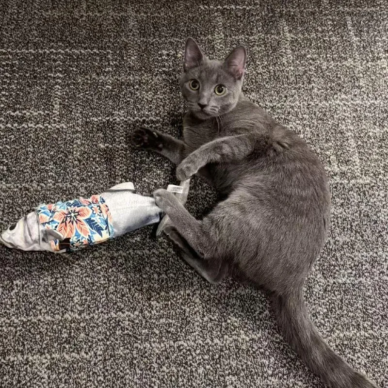 Boba Mae thumbnail 2