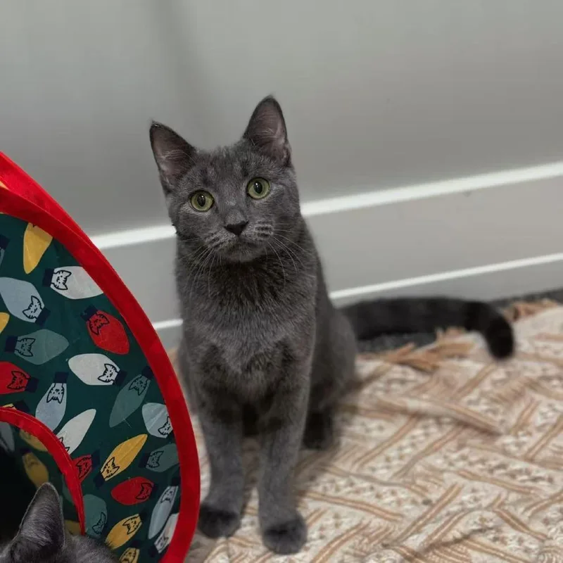 Boba Mae thumbnail 5