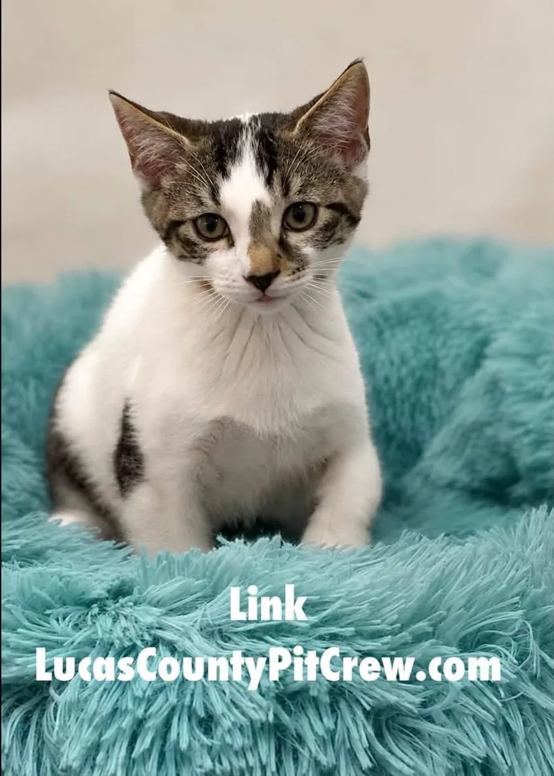 A baby medium-sized male White Domestic Short Hair cat named Link for adoption in Toledo, OH