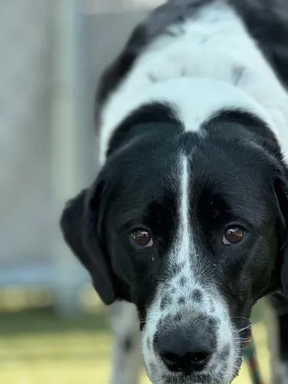 A young medium-sized male Great Pyrenees dog named River for adoption in Fishers, IN