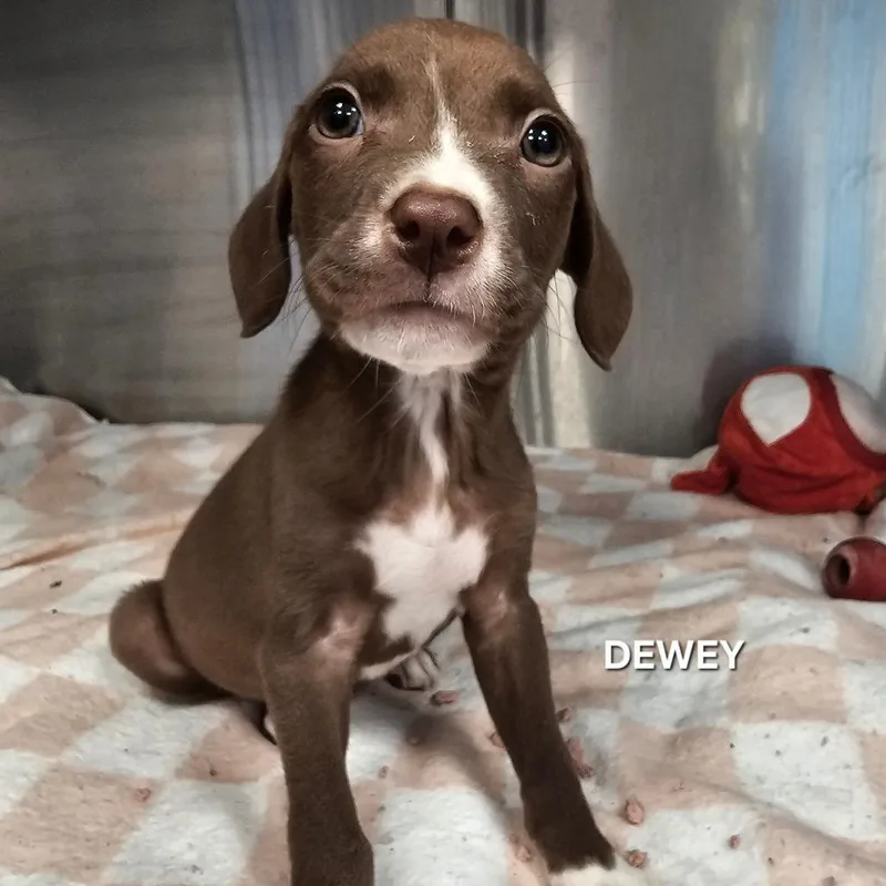 A baby small-sized male Apricot / Beige Labrador Retriever dog named Dewey for adoption in Madisonville, TN