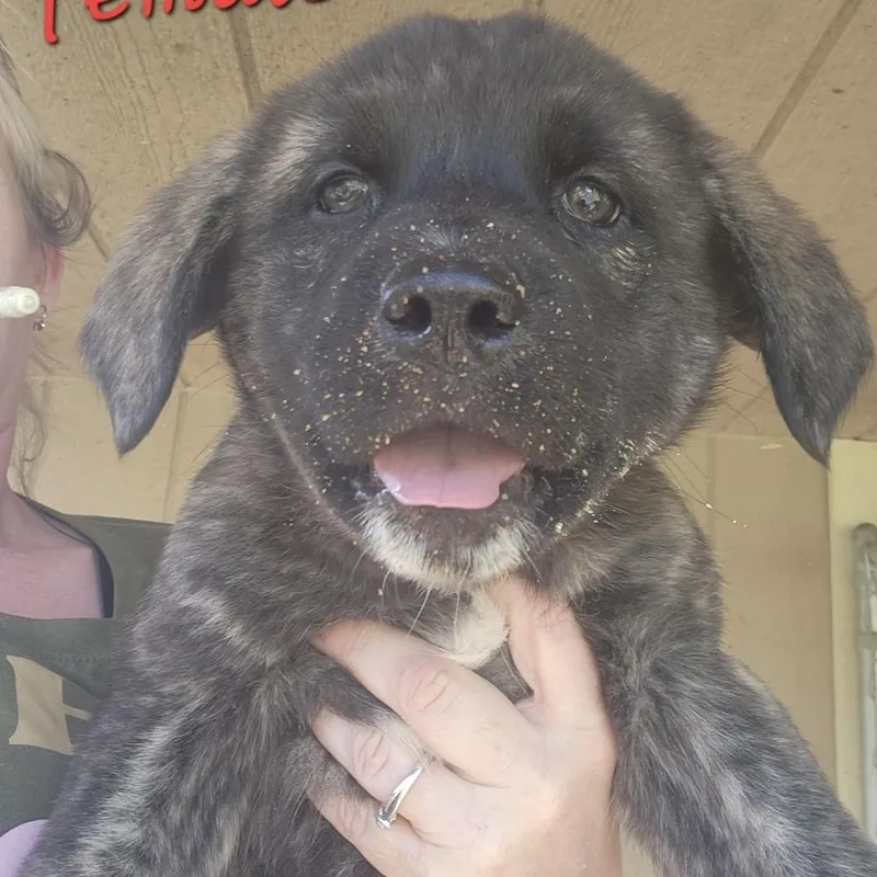 A baby large-sized female Shepherd dog named Aad Upcoming Arrival!  for adoption in Armonk, NY