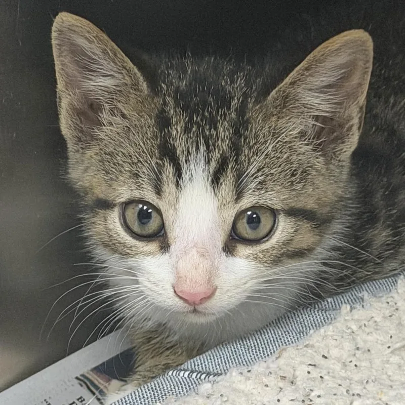 A baby small-sized male Brown / Chocolate Domestic Short Hair cat named Zoloft for adoption in Marion, VA