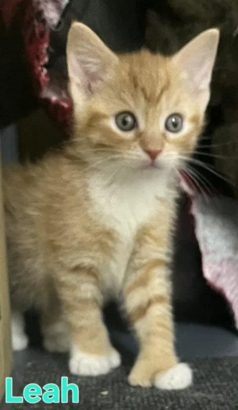 A young medium-sized female Orange / Red Domestic Short Hair cat named Leah for adoption in Delran, NJ