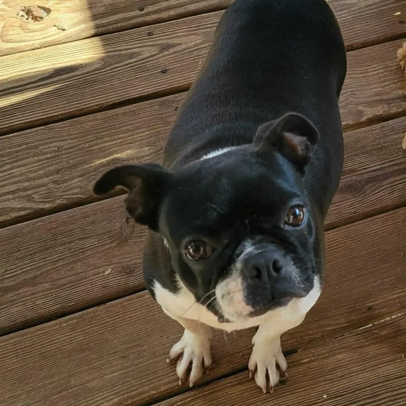 An adult small-sized female Black Boston Terrier dog named Ana for adoption in Beulaville, NC