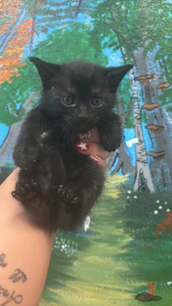 A baby medium-sized female Domestic Short Hair cat named Half Baked for adoption in New Braunfels, TX