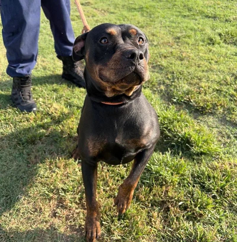 An adult large-sized female Rottweiler dog named Gordita for adoption in Stillwater, OK
