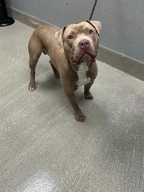 An adult large-sized male Pit Bull Terrier dog named Brown Sugah for adoption in Las Vegas, NV