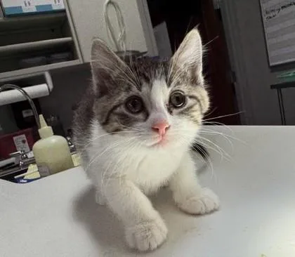 A baby small-sized female Domestic Short Hair cat named Daisy for adoption in Pequot Lakes, MN