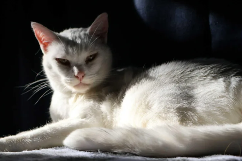 An adult medium-sized female White Domestic Short Hair cat named Apoleia for adoption in Overland Park, KS