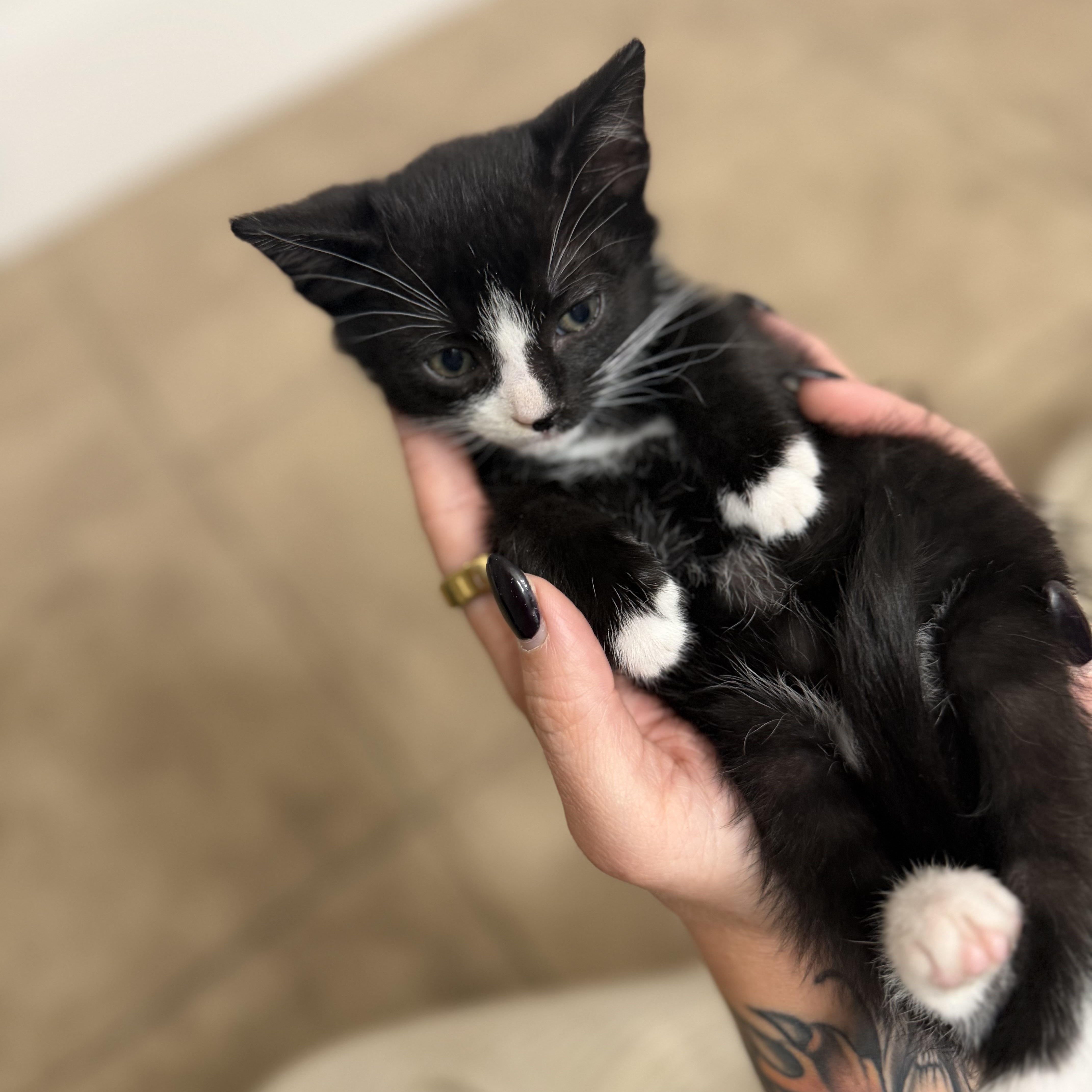A baby medium-sized male Domestic Medium Hair cat named Butter for adoption in Charlotte, NC