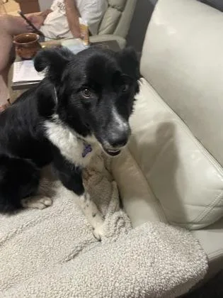 An adult large-sized female Border Collie dog named Zoey for adoption in Fort Worth, TX