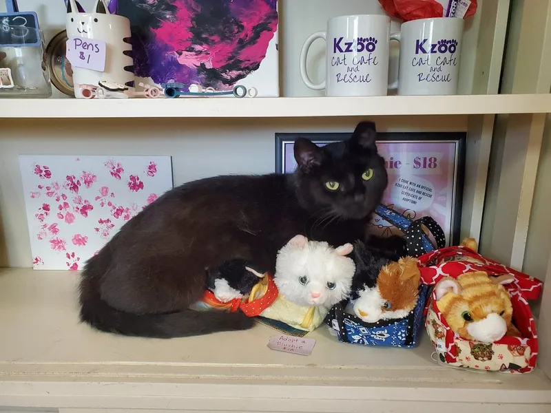 An adult medium-sized female Black Domestic Short Hair cat named Martini for adoption in Kalamazoo, MI