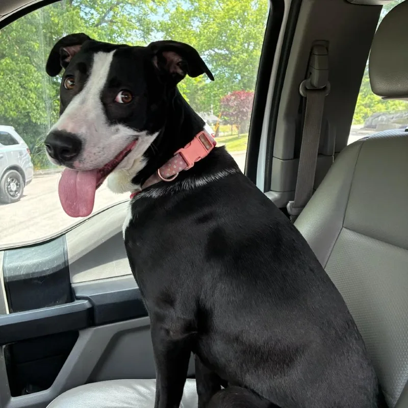 An adult large-sized female Black Labrador Retriever dog named Strawberry for adoption in Chattanooga, TN