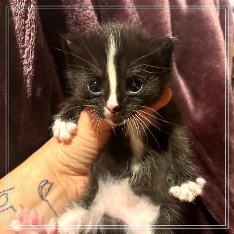 A baby small-sized female Domestic Short Hair cat named Bracken for adoption in Monroe, MI