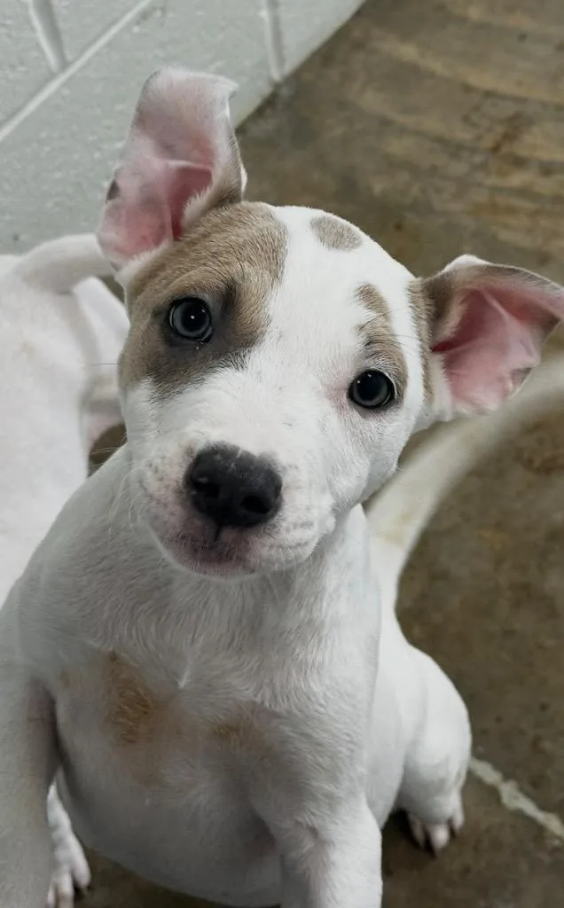 A baby small-sized female Mixed Breed dog named Caramel for adoption in Jonesboro, AR