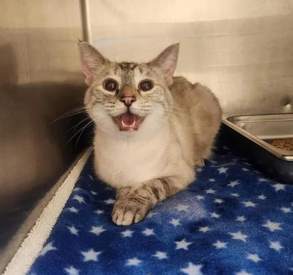 An adult medium-sized female Siamese cat named Daenarys for adoption in Great Falls, MT
