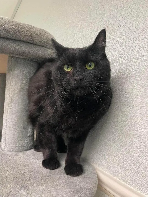 An adult medium-sized male Black Domestic Short Hair cat named Hex and Tato for adoption in Gonic, NH