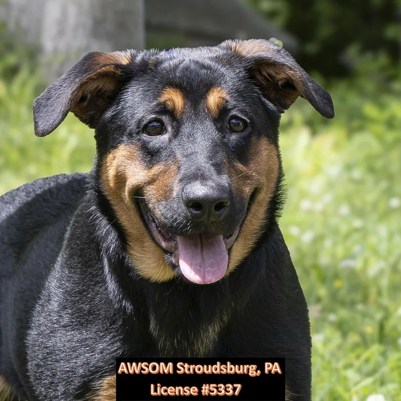 A young large-sized female Black German Shepherd Dog dog named Lily for adoption in Stroudsburg, PA
