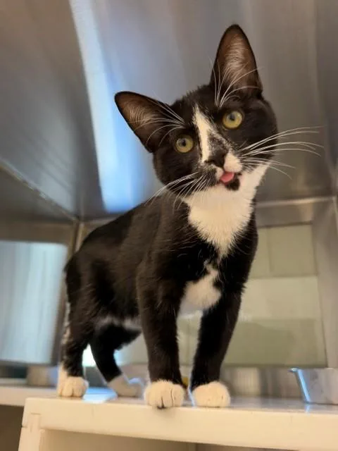 A young small-sized female Domestic Short Hair cat named Holly for adoption in Brighton, CO