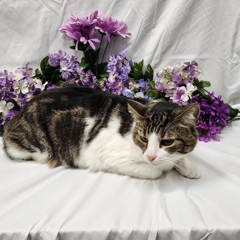 An adult large-sized female White Domestic Short Hair cat named Poe for adoption in Payson, AZ