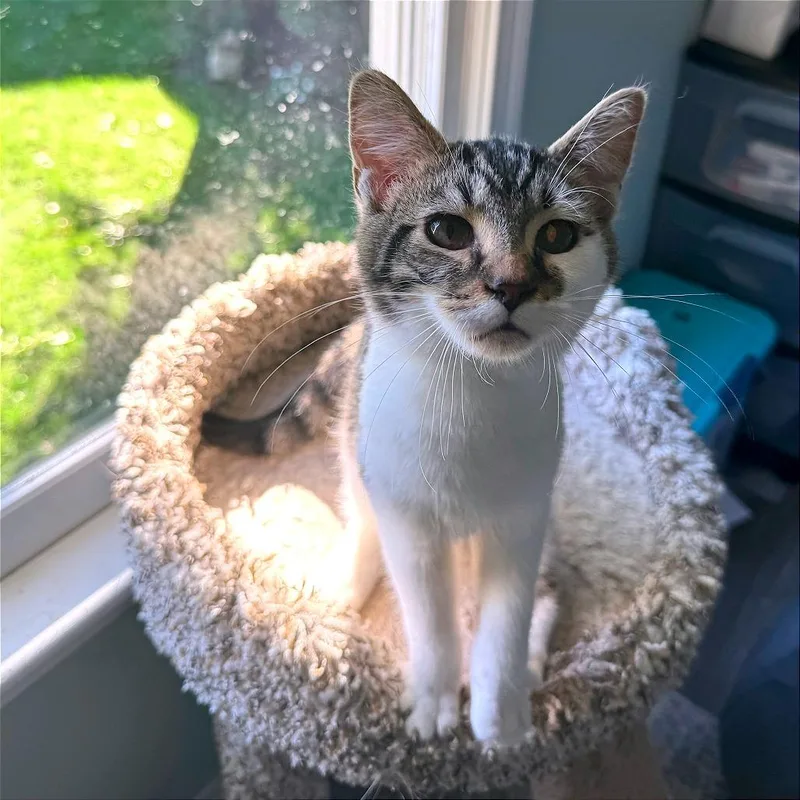 A baby small-sized male Gray / Blue / Silver Domestic Short Hair cat named Preacher Tom for adoption in Fredericksburg, VA