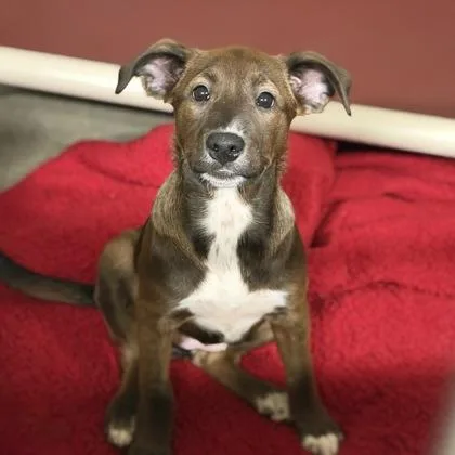 A baby large-sized female Pit Bull Terrier dog named Telenovela for adoption in Sacramento, CA