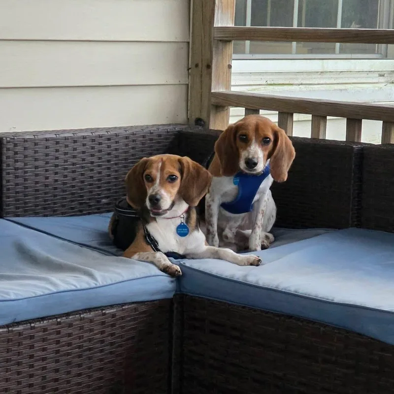 A young medium-sized male Beagle dog named Huey for adoption in Avondale, PA