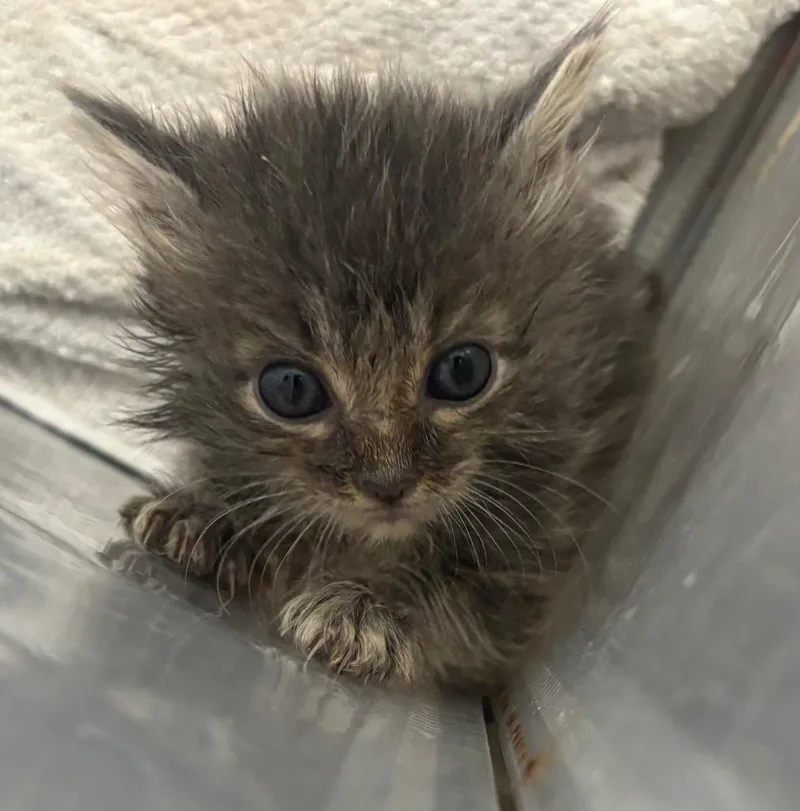 A baby small-sized male Domestic Short Hair cat named Bowser for adoption in Coachella, CA