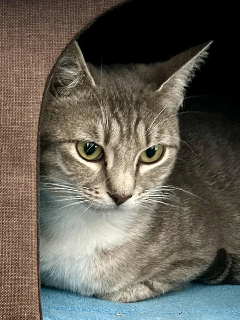 A young medium-sized female Gray & White Siamese cat named Precious Fawn for adoption in Plano, TX