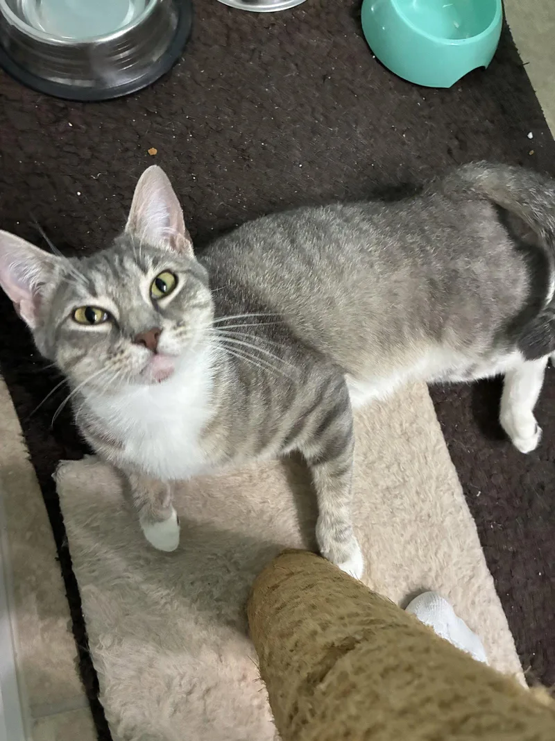 Precious Fawn thumbnail 2