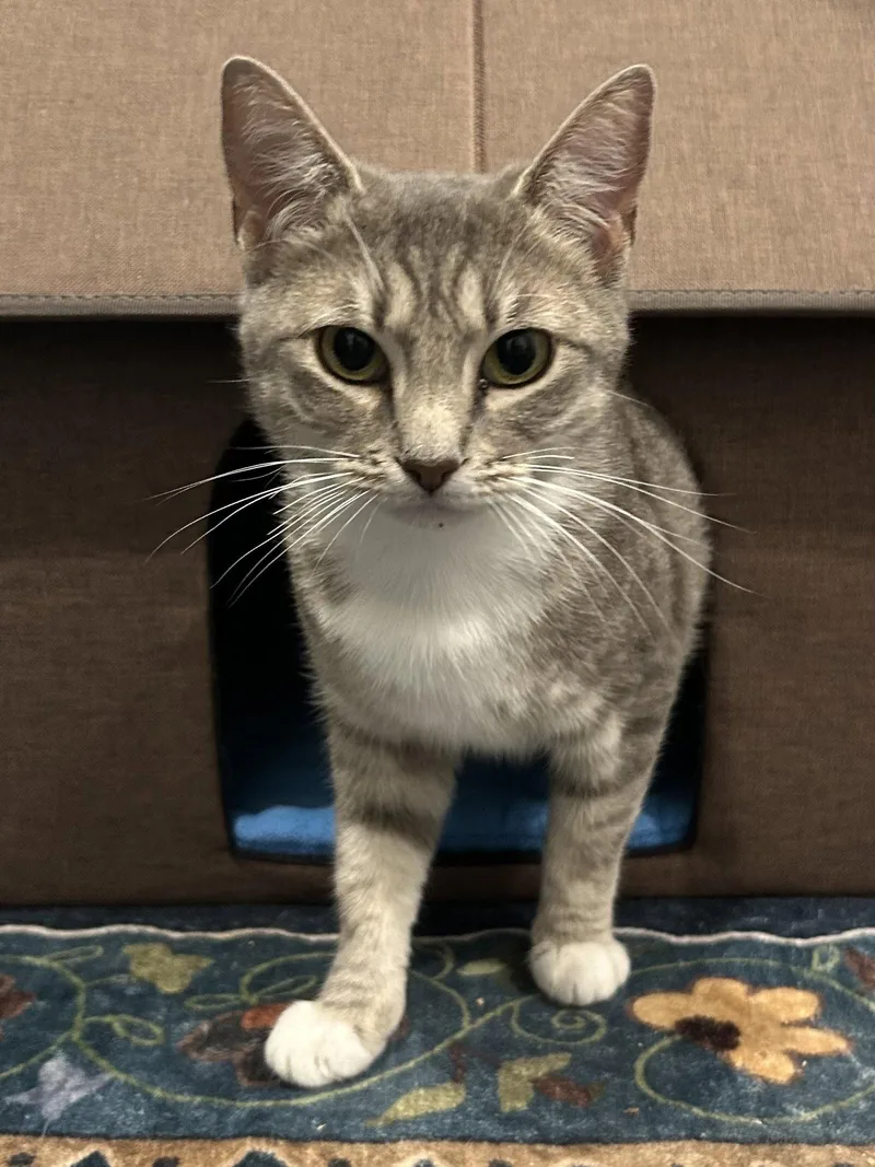 Precious Fawn thumbnail 3