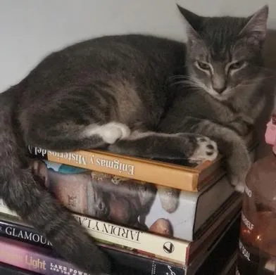 A young medium-sized female Tabby (Gray / Blue / Silver) Domestic Short Hair cat named Mia for adoption in Liverpool, TX