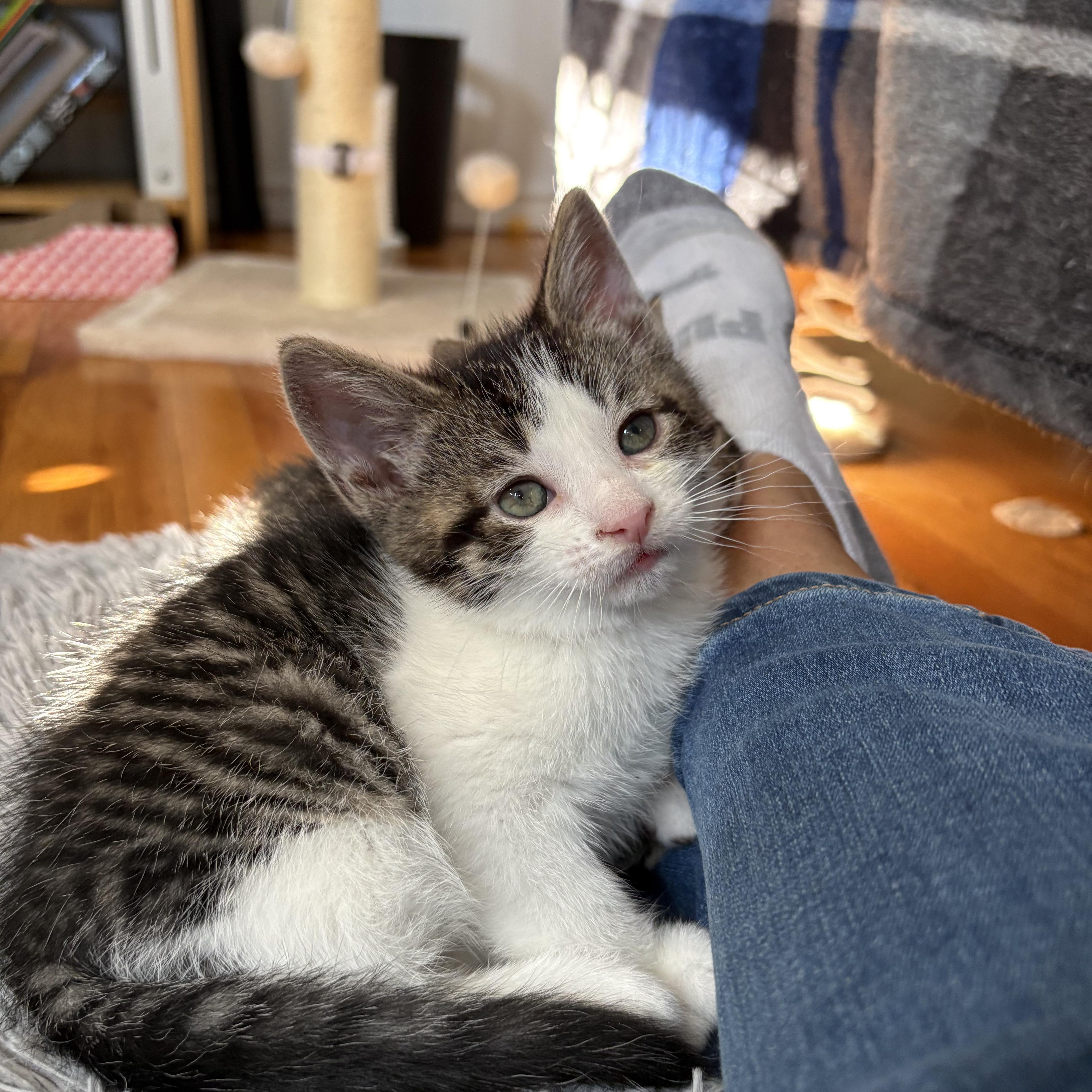 A baby medium-sized female Brown / Chocolate Domestic Short Hair cat named Zahira for adoption in Moriches, NY