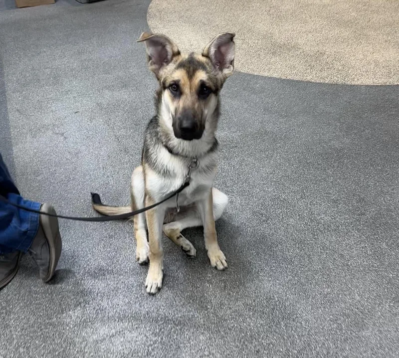 A young medium-sized male German Shorthaired Pointer dog named Louis for adoption in Los Angeles, CA