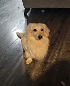 Chewy