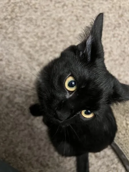 A baby medium-sized male Domestic Short Hair cat named Diamond for adoption in Wilmington, NC