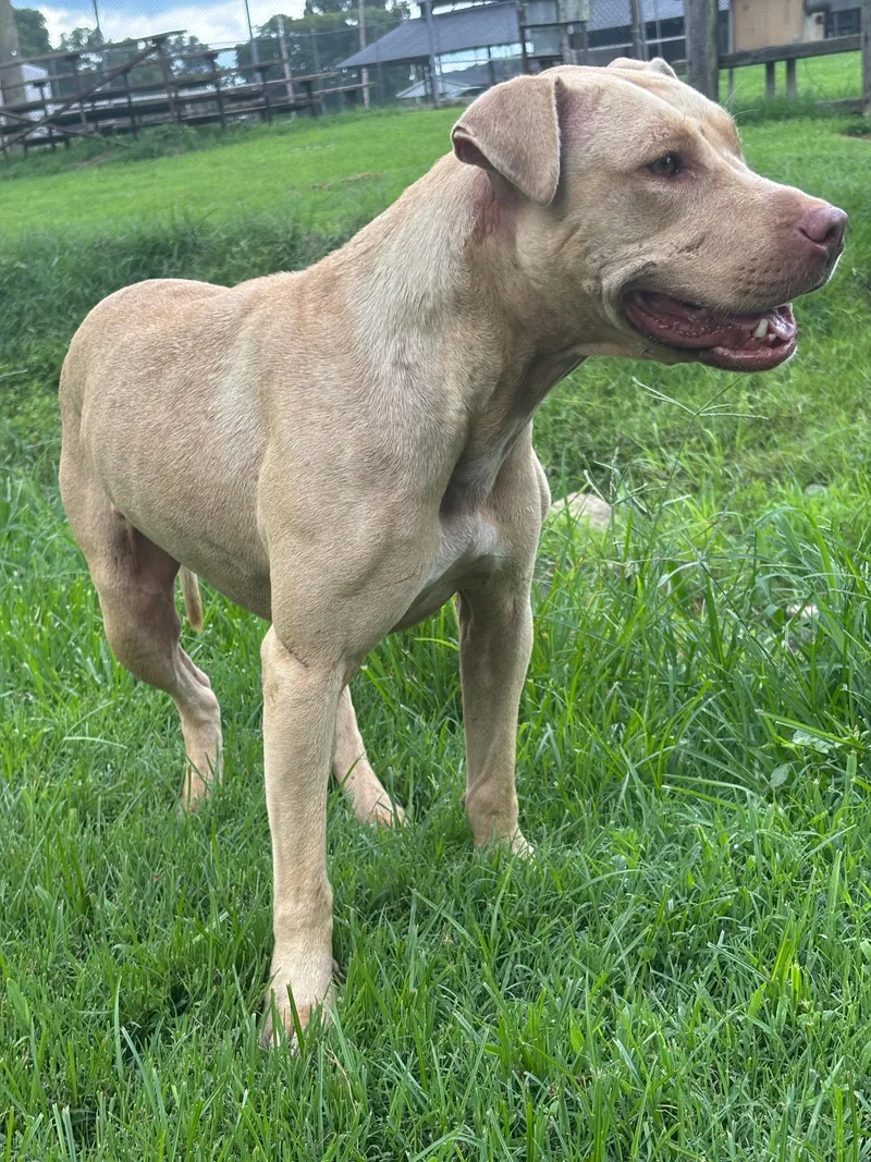 An adult large-sized female Pit Bull Terrier dog named Remington for adoption in Lynchburg, TN