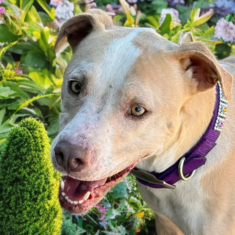 Kimber